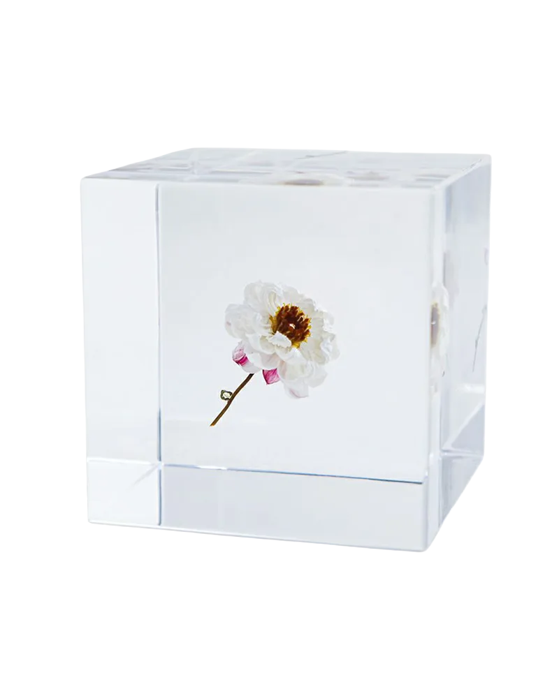 Cubo Sola Raggio di camomilla