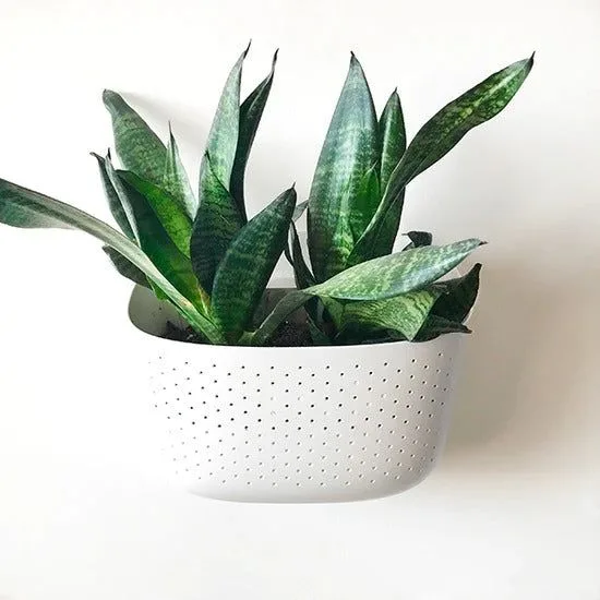 5 Essential Plant Care Books Every Beginner Should Read Before Buying Their First Houseplant