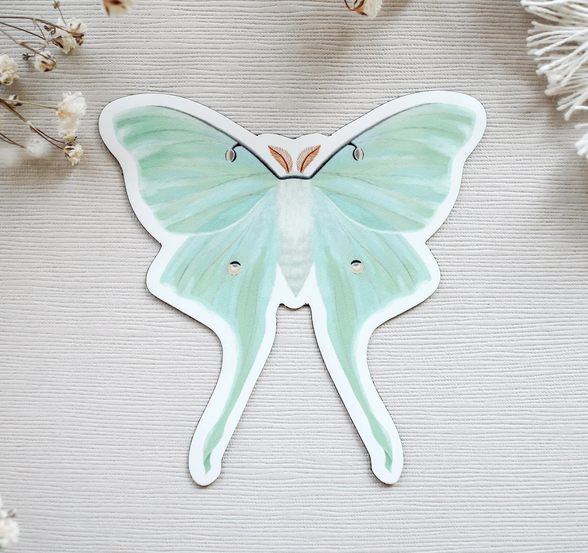 How to Display a Luna Moth Magnet Without Damaging It