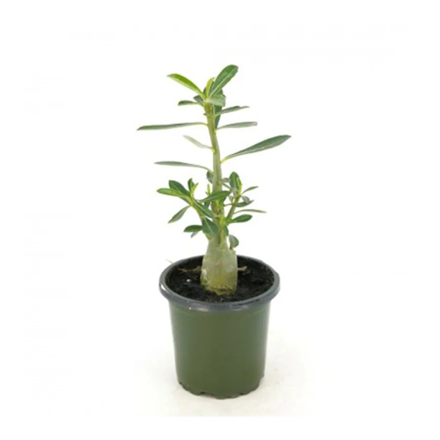 Adenium Desert Rose 4 IN