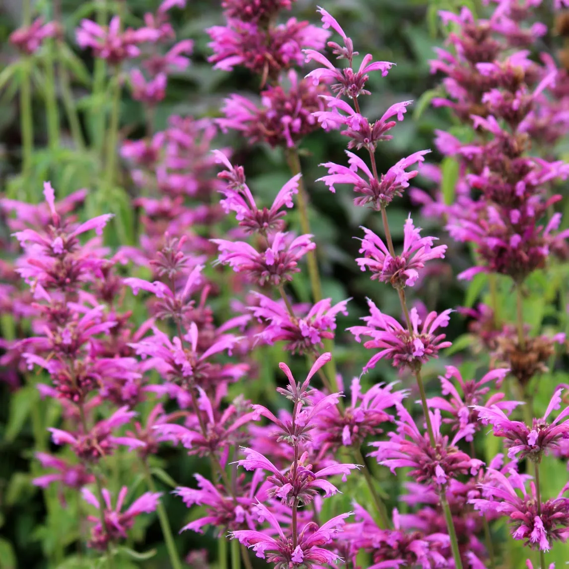 Cultivar Agastache 'Aztec Rose': Consejos para jardín de polinizadores