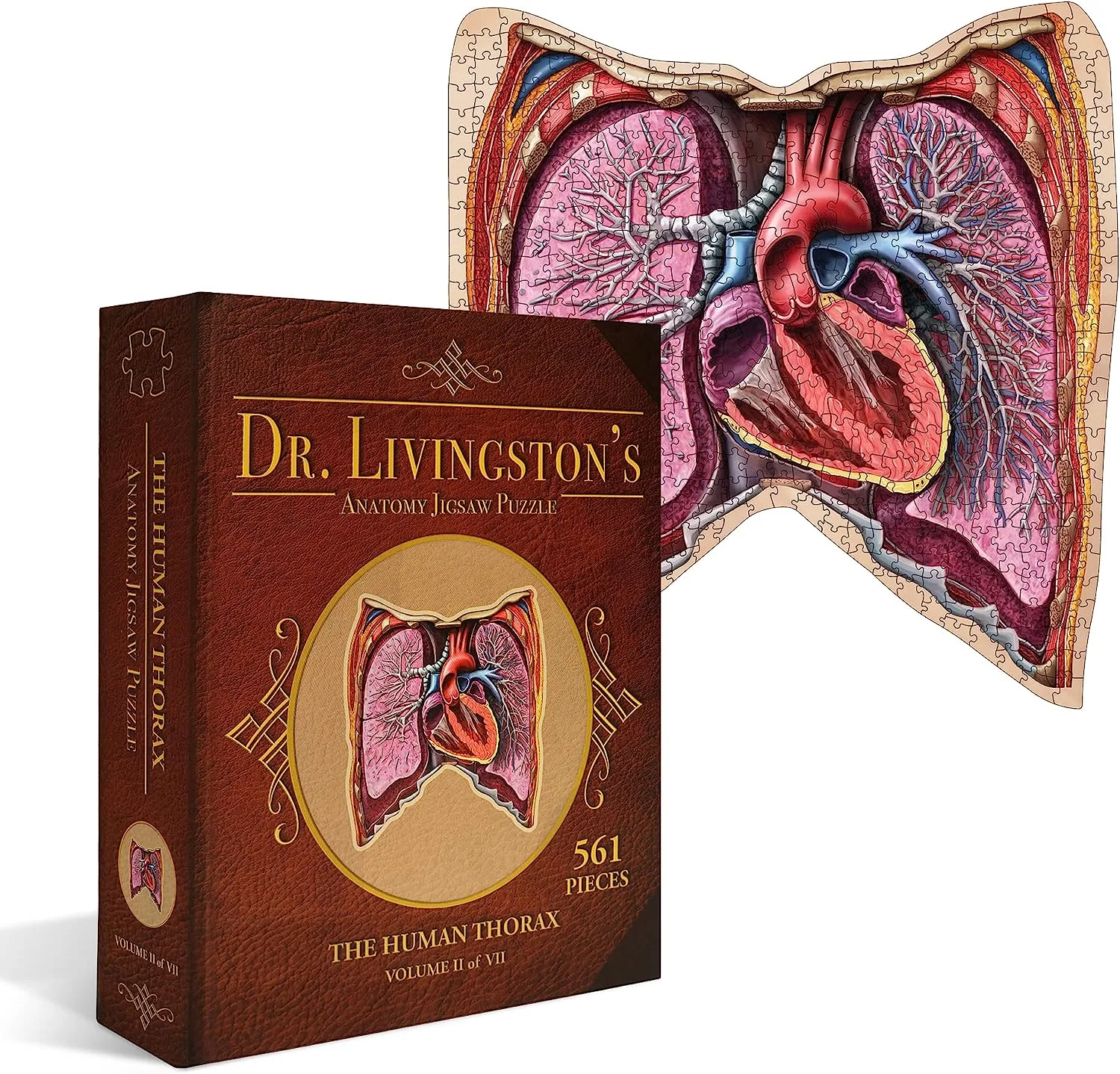Human Thorax Anatomy Puzzle: What to Know Before Buying
