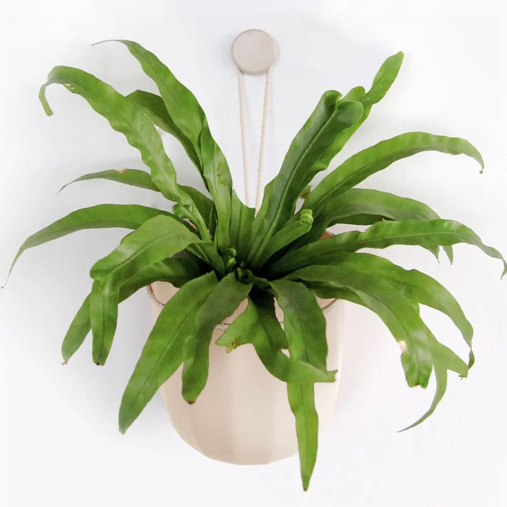 Loop Oat Hanging Planter