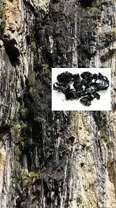 Shilajit (Harz)