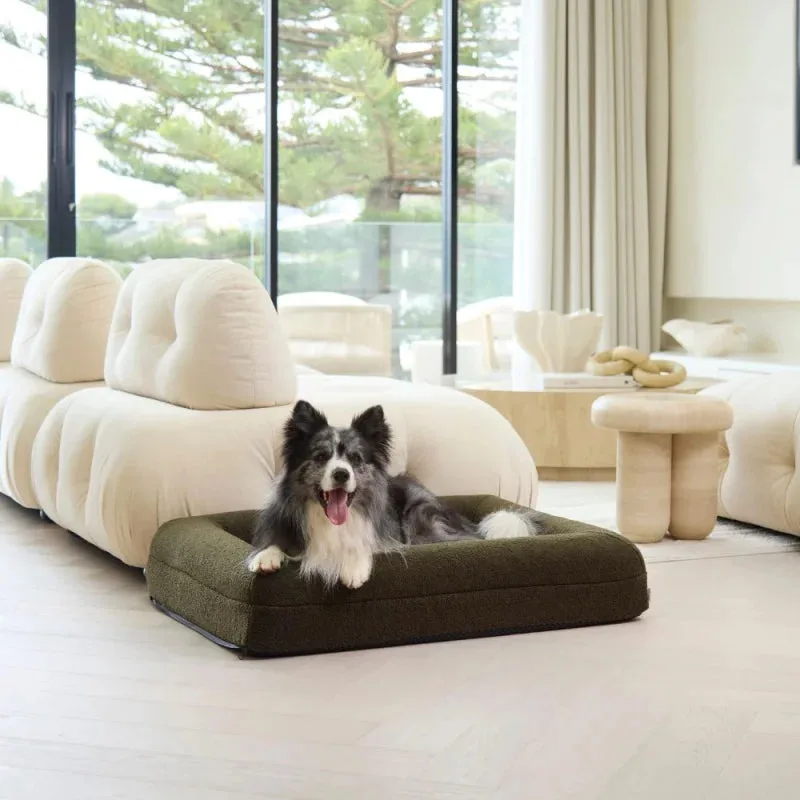 Orthopaedic vs Standard Dog Beds: What's the Difference?