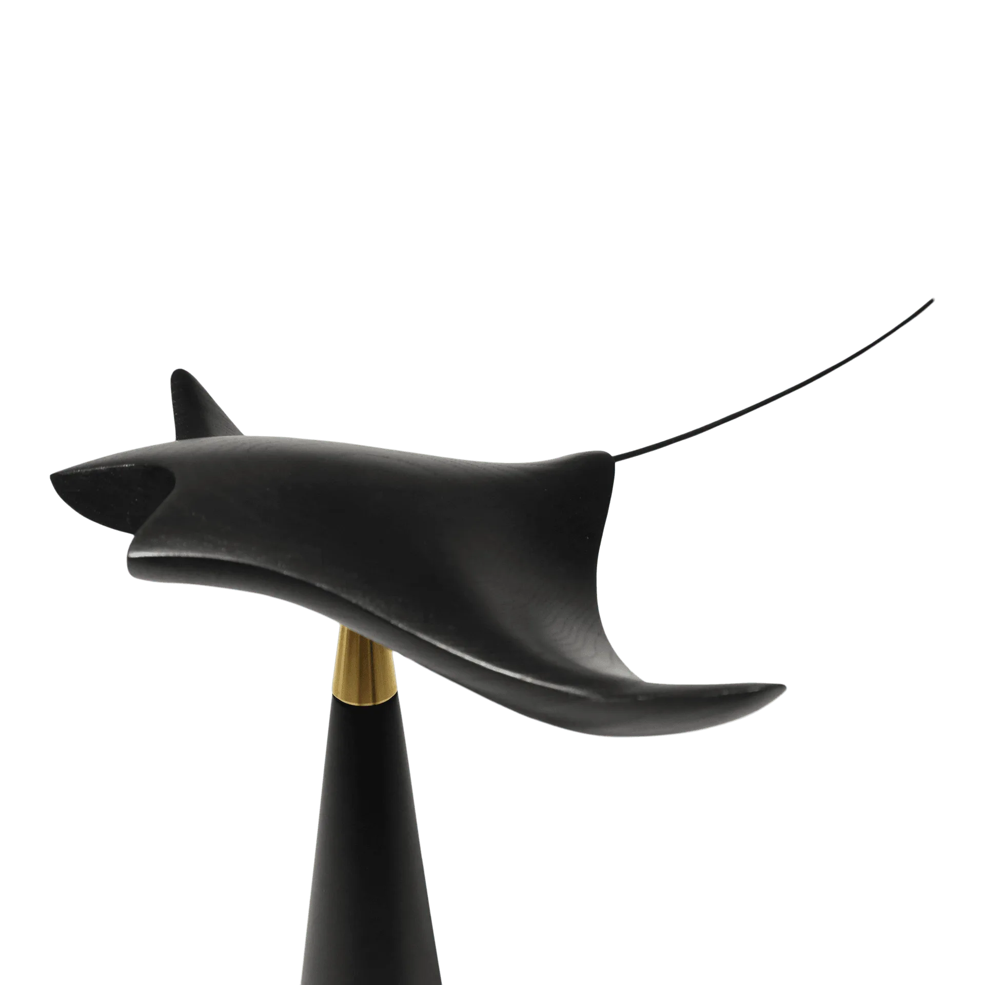 Manta Ray